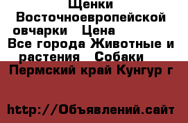 Щенки Восточноевропейской овчарки › Цена ­ 25 000 - Все города Животные и растения » Собаки   . Пермский край,Кунгур г.